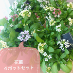 かわいいベビーピンク☆5月まで咲く「スイートアリッサム シックカラー」2.5苗4ポットセット