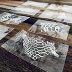 ✶白の脱皮殻✶Laminated Real snake molting shell✶