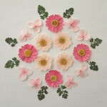 押し花セットG＜組み立てのお花＆ノースポール＆あじさい＞