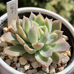 人気品種！★桜子 多肉植物 自家栽培 国産