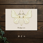 虫の翅立体カード「カイコ」