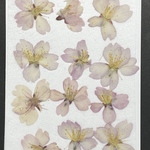 押し花（早咲き桜 B品）2021年Ver. 