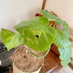 大人なウンベラータ🌱🌱