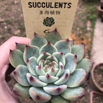 多肉植物 桃太郎 ＋ 多肉植物用の土1回分