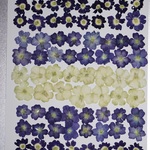 押し花商品【バーベナ　①】