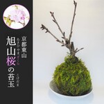 『旭山桜の苔玉』期間限定販売★さくら★苔玉★おうちでお花見★かわいい★送料無料