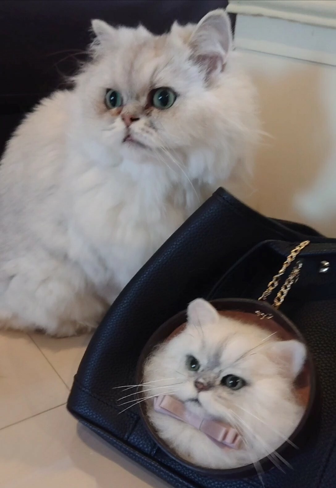 オーダー】羊毛フェルト 猫 ペルシャ チンチラ マンチカン ノルウェー