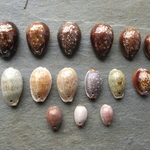 🛒SAIL🛒　穴開きタカラガイ　Ｂセット