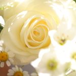 volubilisさま専用ページ