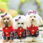 №656　rcr7様オーダー品　犬のセーター　アラン模様のベストニット　レッド