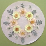 押し花セットG＜組み立てのお花＆ノースポール＆レースフラワー＞