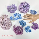 紫陽花　アジサイ  ドライフラワーセット B