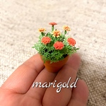 🌼ミニチュア　マリーゴールド🌼
