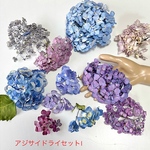 紫陽花ドライフラワー  No211
