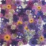 ♡new♡作家様必見♡押し花MIXセット♡押し花セット