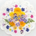 押し花 *No.126* 押し花セット♡♡