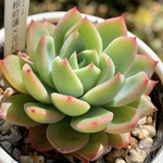 レア品種！★相府蓮×花和神 多肉植物 自家栽培 国産