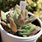 人気品種！★迷いの森 多肉植物 自家栽培 国産