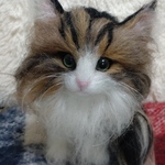 （chun様専用ページノルウェージャンフォレストキャットちゃん）