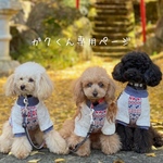 ガクくん専用ページ