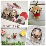 専用ページ　わんこ祭り　トイプー&ヨークシャーテリア　いぬ　　