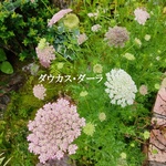 寒冷地の春まき花の種　　ダウカス・ダーラ　100粒　一年草