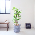 110㎝‼＜フィカス・アルテシーマ＞　現品　