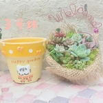リメイク鉢+カット苗 白とらイエロー
