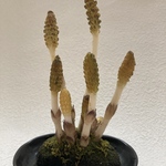 クレイフラワー　つくし（再販）