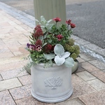 スキミヤとオステオスペルマムの新春寄せ植え