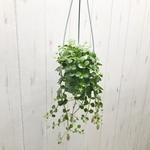 花付き♡  カランコエ  フィフィ  3.5号吊り鉢