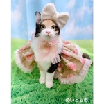 リボンモコモコカチューシャ、猫ちゃんの首輪