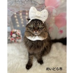 モコモコカチューシャ、猫ちゃんの首輪