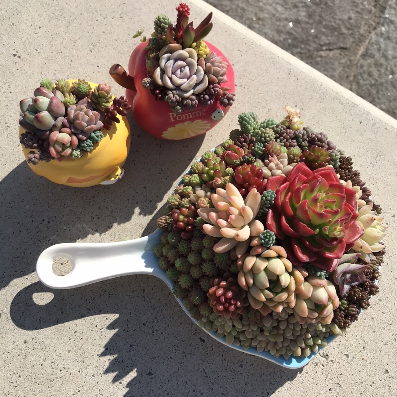フライパン型の陶器に多肉植物 寄せ植え🍳 - RINA819'S GALLERY