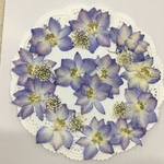 NO.773N 千鳥草 ミニシリーズ❣️ラベンダー／押し花素材