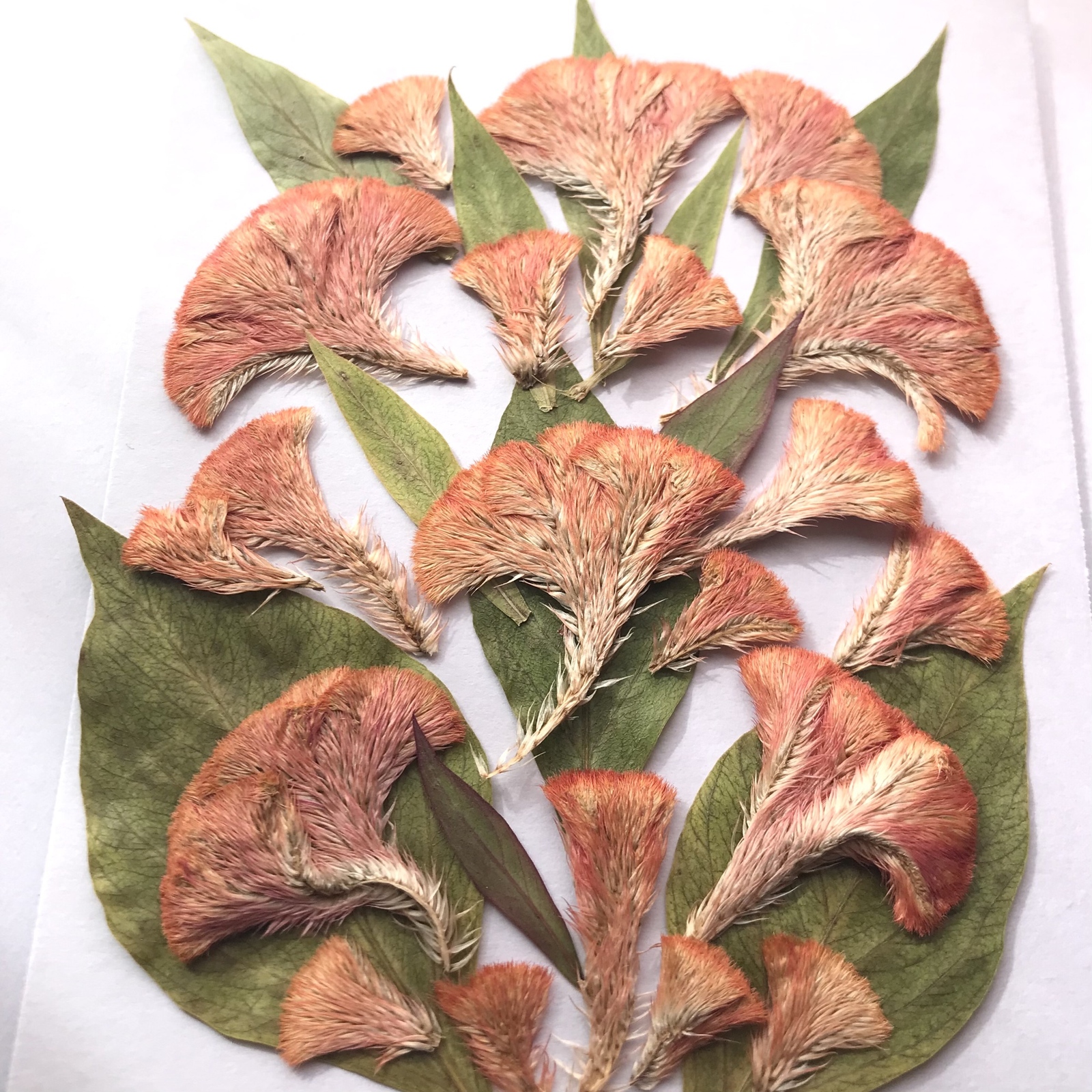 43e755d4477a39bb2d271688142465