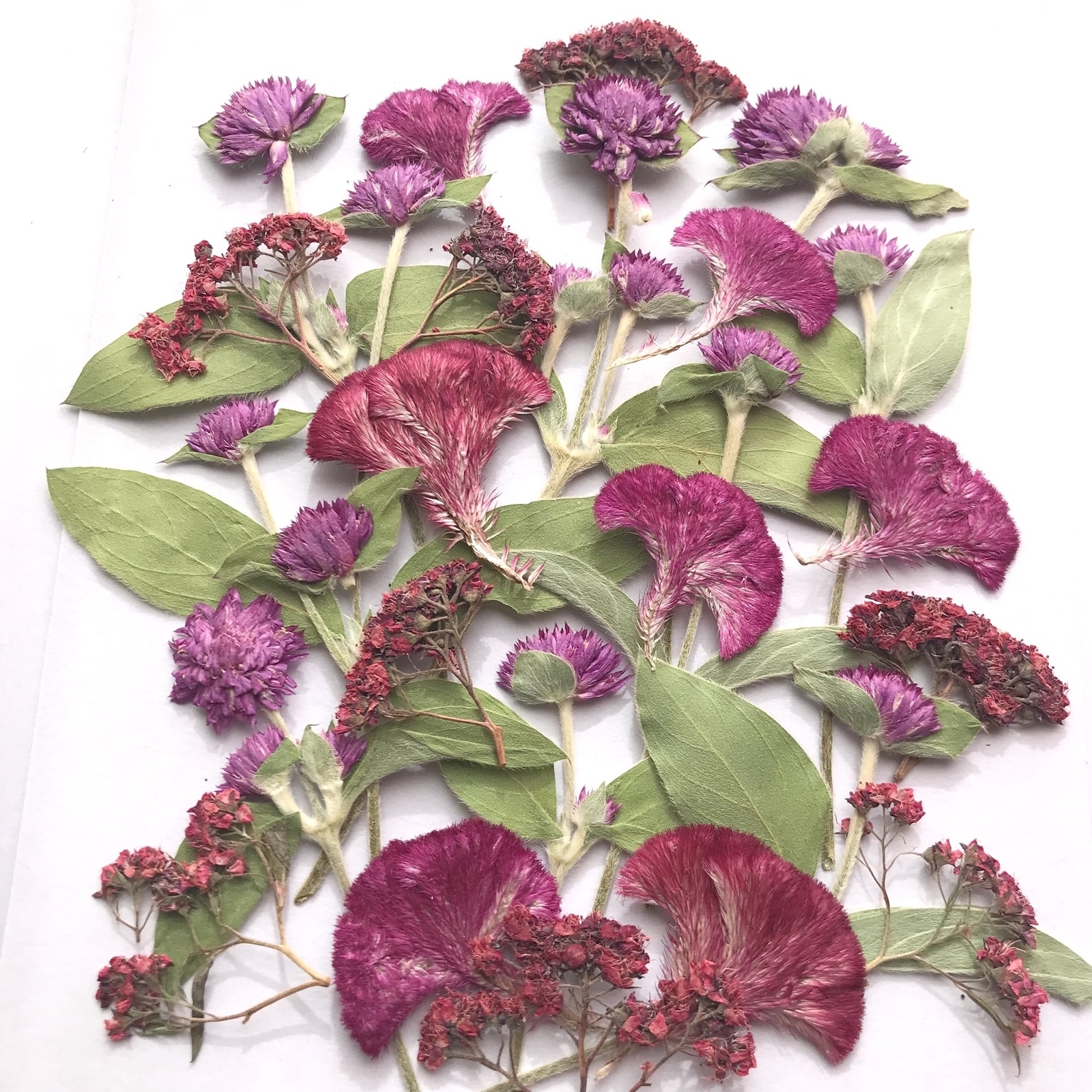 ☆752 hanatoteto ケイトウ ドライフラワー 450本 ☆752 hanatoteto ケイトウ ドライフラワー 450本 ケイトウの