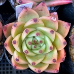 ブルードラゴンhyb 韓国苗　多肉植物