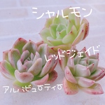 送料無料♡♡ 多肉植物 エケベリア 韓国苗 シャルモン アルバビューティー レッドジェイド♡♡