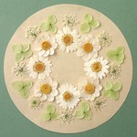 押し花セットA＜組み立てのお花＆ノースポール＆レースフラワー他＞