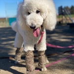 ミディアムプードル　犬用汚れ防止カバー　ブレスカバー　足カバー　あしカバー