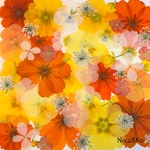 ♡new♡作家様必見♡押し花MIXセット♡押し花セット