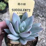多肉植物 抜き苗 霜の朝
