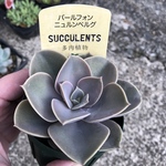 多肉植物 抜き苗 パールフォンニュルンベルク