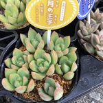 多肉植物 月の王子 抜き苗