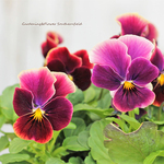 🌷花苗 ビオラ あんみつ 3号ポット 二苗セット 良く咲く アンティークカラー 寄せ植え🌷