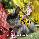 たまには強く凛々しくありたいうさぎさんへ　寅のなりきりハーネス🐯