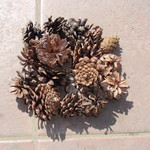 天然　松ぼっくり★