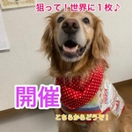  『狙って！世界で1枚♪』  ラグランTシャツ    臨時商品欄