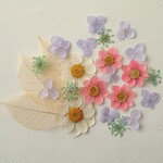 押し花セットG＜組み立てのお花＆ノースポール＆レースフラワー＞